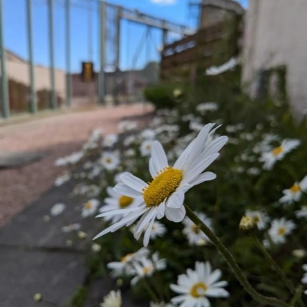 Daisies with prison walls in background