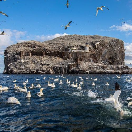 Bass Rock and gannets
