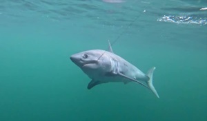 shark