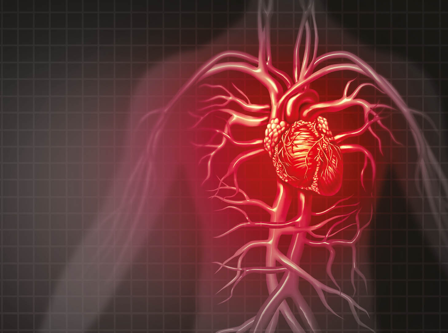 illustration of the anatomy of the heart 