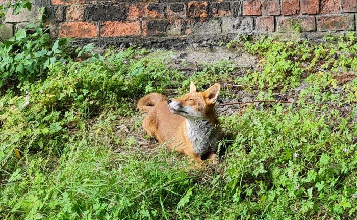A sunbathing fox in overgrown urban environment