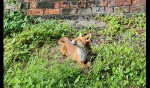 A sunbathing fox in overgrown urban environment