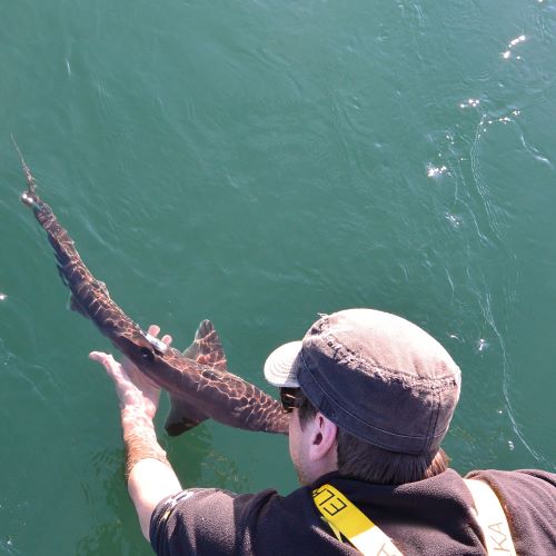 man with hand under a shark in water