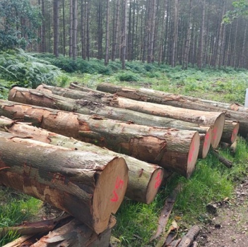timber logs in woods