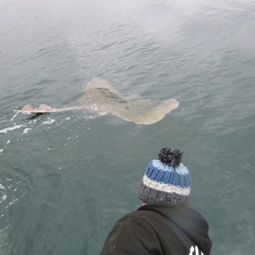Man looking at skate in the sea