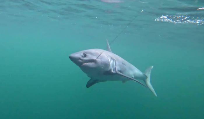 shark